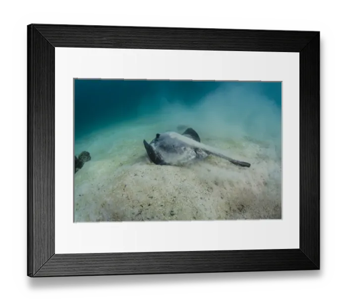 Framed Print : Diamond Stingray (Dasyatis brevis) GALAPAGOS ISLANDS, Ecuador, South America Framed Print : Diamond Stingray (Dasyatis brevis) GALAPAGOS ISLANDS, Ecuador, South America