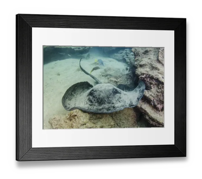 Framed Print : Marbled Ray (Taeniura meyeri) GALAPAGOS ISLANDS, Ecuador, South America Framed Print : Marbled Ray (Taeniura meyeri) GALAPAGOS ISLANDS, Ecuador, South America