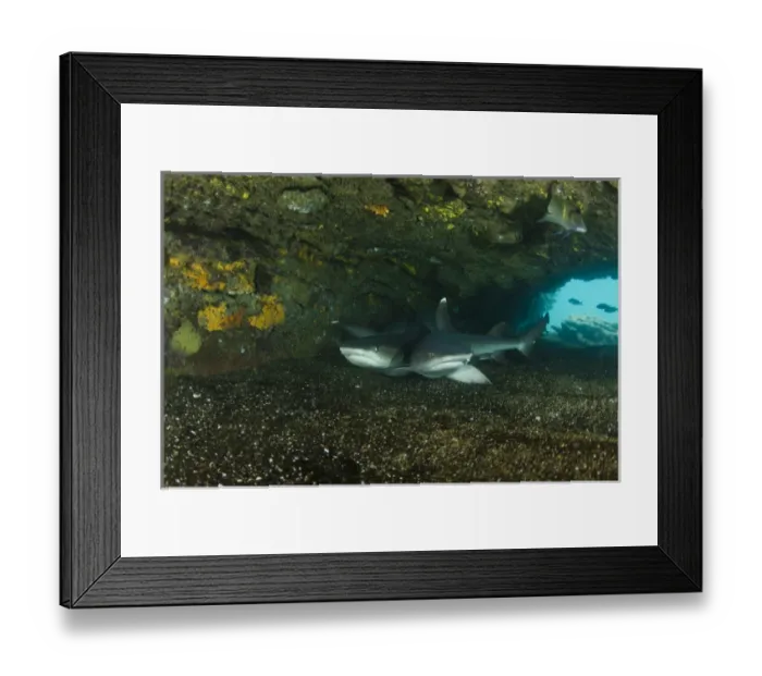 Framed Print : White-tipped Reef Shark (Triaenodon obesus) ECUADOR. South America Framed Print : White-tipped Reef Shark (Triaenodon obesus) ECUADOR. South America