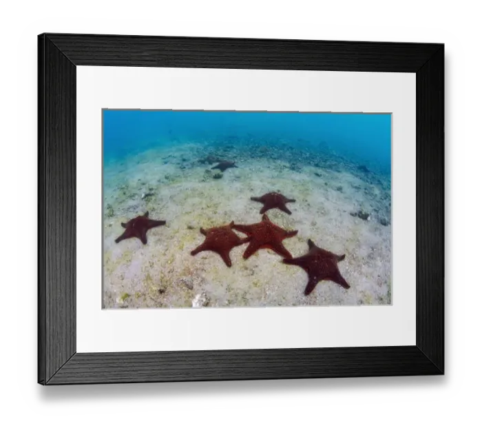Framed Print : Panamic Cushion Star(Pentaceraster cummingi) GALAPAGOS ISLANDS, Ecuador, South