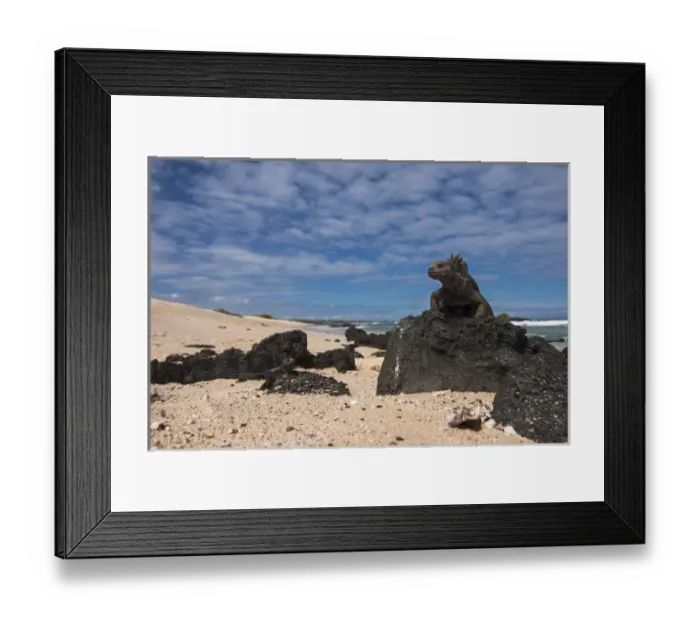 Framed Print : Marine Iguana (Amblyrhynchus cristatus) GALAPAGOS ISLANDS ECUADOR Framed Print : Marine Iguana (Amblyrhynchus cristatus) GALAPAGOS ISLANDS ECUADOR