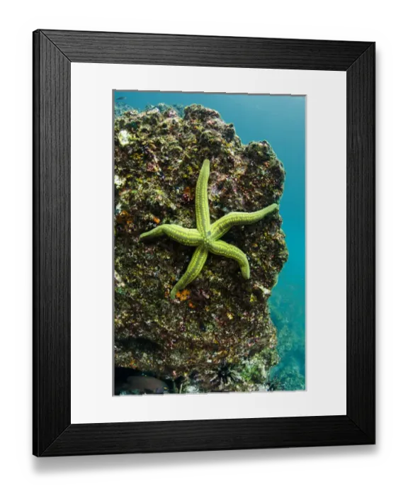 Framed Print : Tan Sea Star(Phataria unifascialis) GALAPAGOS ISLANDS, Ecuador, South America Framed Print : Tan Sea Star(Phataria unifascialis) GALAPAGOS ISLANDS, Ecuador, South America
