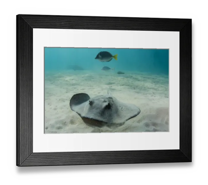 Framed Print : Diamond Stingray (Dasyatis brevis) GALAPAGOS ISLANDS, Ecuador, South America Framed Print : Diamond Stingray (Dasyatis brevis) GALAPAGOS ISLANDS, Ecuador, South America