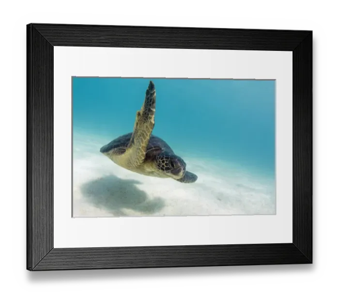 Framed Print : Galapagos Green Sea Turtle (Chelonia mydas agassizi) underwater GALAPAGOS ISLANDS Framed Print : Galapagos Green Sea Turtle (Chelonia mydas agassizi) underwater GALAPAGOS ISLANDS