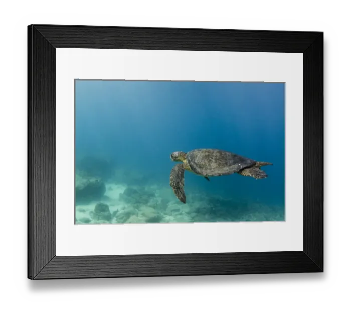 Framed Print : Galapagos Green Sea Turtle (Chelonia mydas agassizi) underwater GALAPAGOS ISLANDS Framed Print : Galapagos Green Sea Turtle (Chelonia mydas agassizi) underwater GALAPAGOS ISLANDS