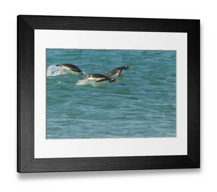 Framed Print : South America, Falkland Islands, Sea Lion Island. Gentoo penguins porpoising in ocean