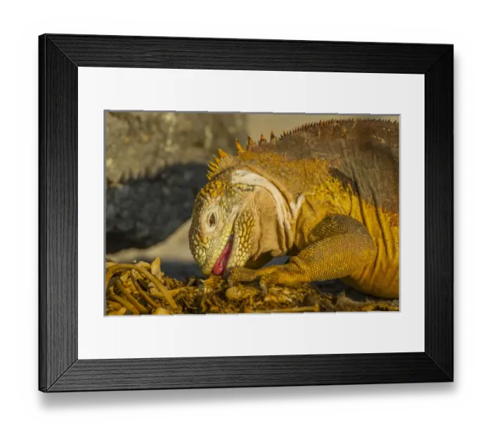 Framed Print : Ecuador, Galapagos National Park. Close-up of land iguana