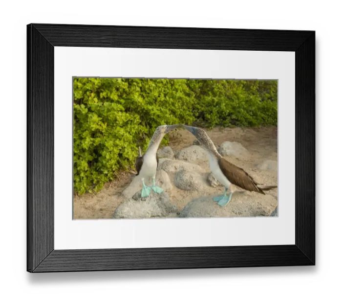 Framed Print : Ecuador, Galapagos National Park, San Cristobal. Blue-footed booby pair. Credit as