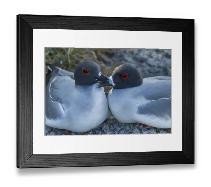 Framed Print : Ecuador, Galapagos National Park. Swallow-tailed gull pair Framed Print : Ecuador, Galapagos National Park. Swallow-tailed gull pair