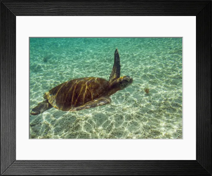 Framed Print : Ecuador, Galapagos National Park. Green sea turtle underwater