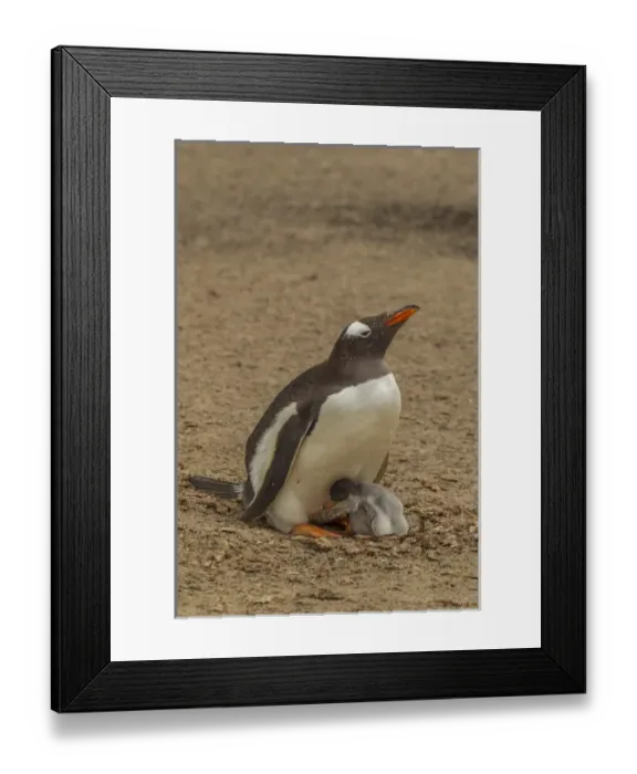 Framed Print : South America, Falkland Islands, Saunders Island. Gentoo penguin adult with chick