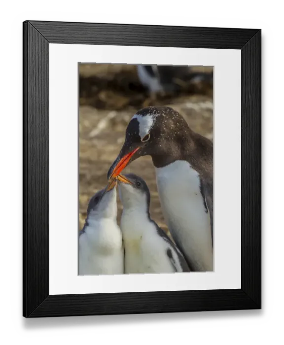 Framed Print : South America, Falkland Islands, Sea Lion Island. Gentoo penguin adult and chicks Framed Print : South America, Falkland Islands, Sea Lion Island. Gentoo penguin adult and chicks