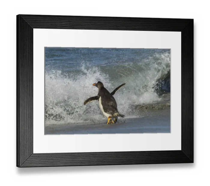 Framed Print : South America, Falkland Islands, Sea Lion Island. Gentoo penguin and wave. Credit as Framed Print : South America, Falkland Islands, Sea Lion Island. Gentoo penguin and wave. Credit as