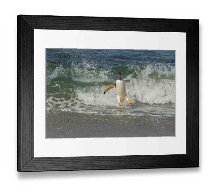 Framed Print : South America, Falkland Islands, Sea Lion Island. Gentoo penguin surfing on shore Framed Print : South America, Falkland Islands, Sea Lion Island. Gentoo penguin surfing on shore