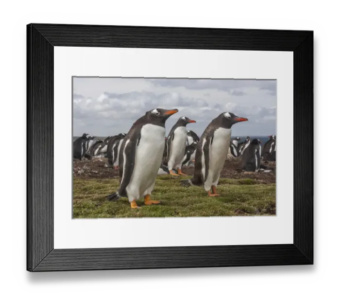 Framed Print : South America, Falkland Islands, Bleaker Island. Gentoo penguin colony. Credit as Framed Print : South America, Falkland Islands, Bleaker Island. Gentoo penguin colony. Credit as