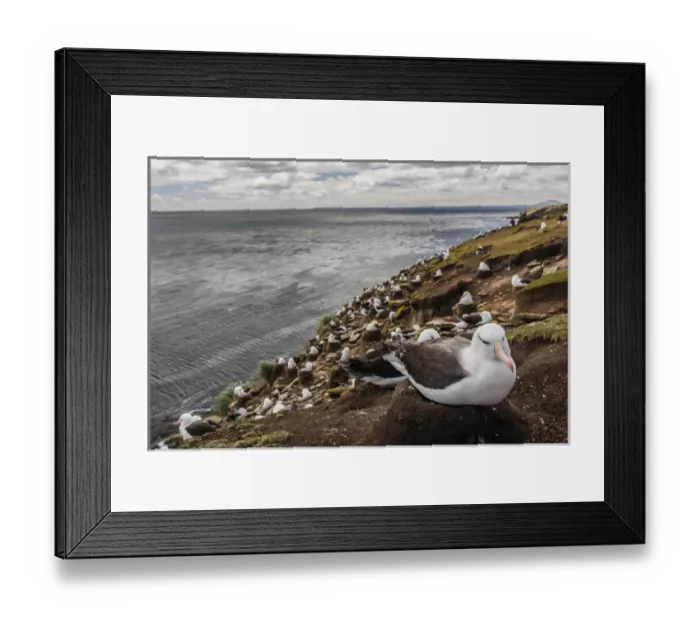 Framed Print : South America, Falkland Islands, Saunders Island. Black-browed albatross colony. Credit as Framed Print : South America, Falkland Islands, Saunders Island. Black-browed albatross colony. Credit as
