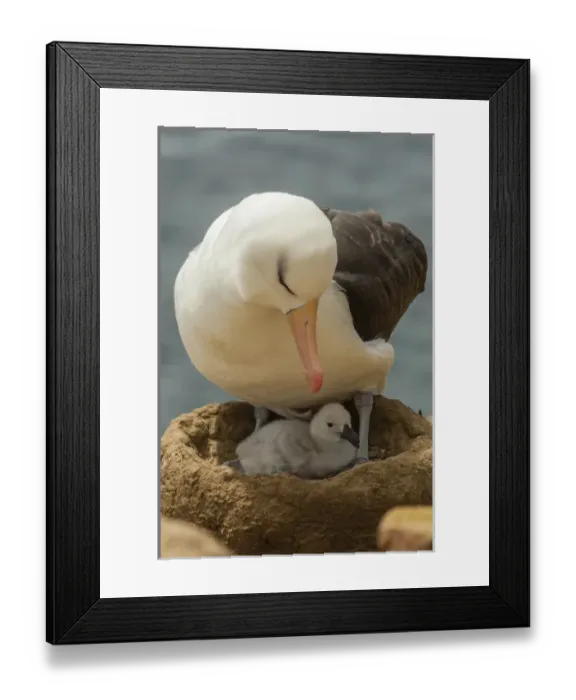 Framed Print : South America, Falkland Islands, Saunders Island. Black-browed albatross with chick Framed Print : South America, Falkland Islands, Saunders Island. Black-browed albatross with chick