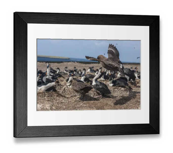 Framed Print : South America, Falkland Islands, Bleaker Island. Falkland skuas stealing eggs from bird colony Framed Print : South America, Falkland Islands, Bleaker Island. Falkland skuas stealing eggs from bird colony