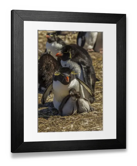 Framed Print : Falkland Islands, Bleaker Island. Rockhopper penguin family Framed Print : Falkland Islands, Bleaker Island. Rockhopper penguin family