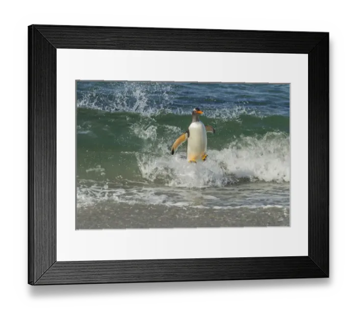 Framed Print : South America, Falkland Islands, Sea Lion Island. Gentoo penguin surfing on shore Framed Print : South America, Falkland Islands, Sea Lion Island. Gentoo penguin surfing on shore