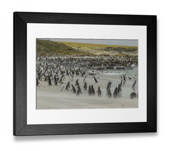 Framed Print : Falkland Islands, Bleaker Island. Magellanic and gentoo penguins on beach. Credit as Framed Print : Falkland Islands, Bleaker Island. Magellanic and gentoo penguins on beach. Credit as