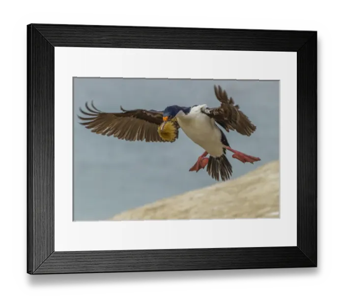 Framed Print : Falkland Islands, Carcass Island. Imperial shag flies with nesting material. Credit as