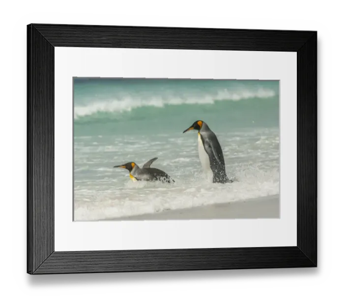 Framed Print : Falkland Islands, East Falkland, Volunteer Point. King penguins in beach surf. Credit as Framed Print : Falkland Islands, East Falkland, Volunteer Point. King penguins in beach surf. Credit as