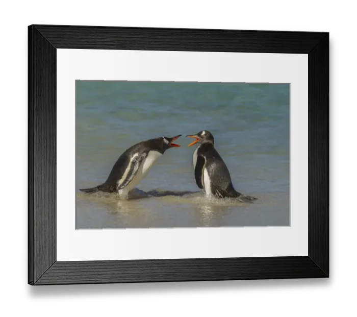 Framed Print : Falkland Islands, Bleaker Island. Gentoo penguins arguing Framed Print : Falkland Islands, Bleaker Island. Gentoo penguins arguing
