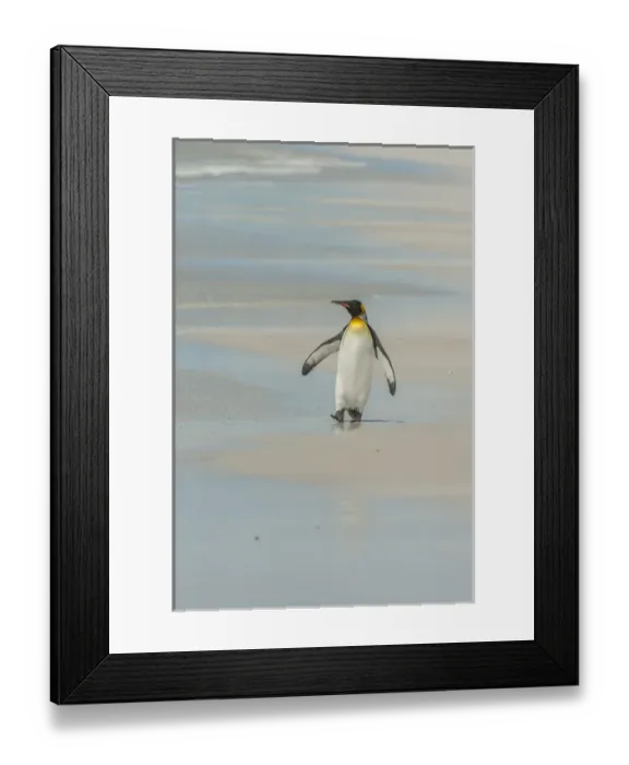 Framed Print : Falkland Islands, East Falkland, Volunteer Point. King penguin walking on beach. Credit as