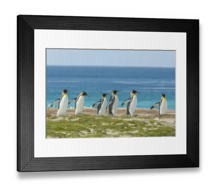 Framed Print : Falkland Islands, East Falkland, Volunteer Point. King penguins walking. Credit as