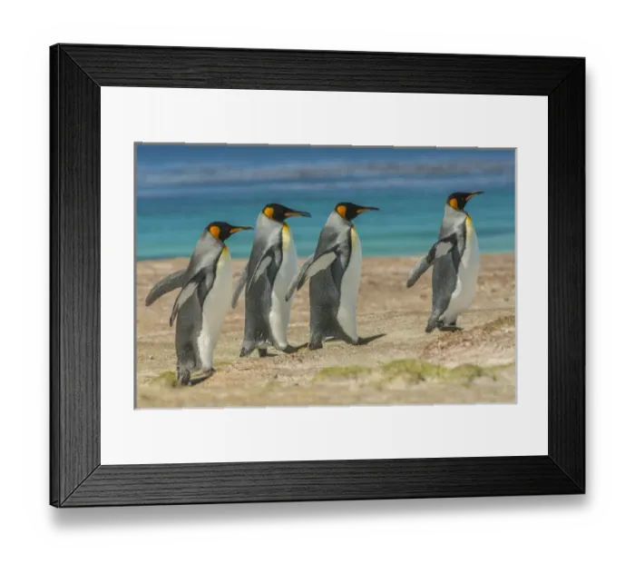 Framed Print : Falkland Islands, East Falkland, Volunteer Point. King penguins walking. Credit as