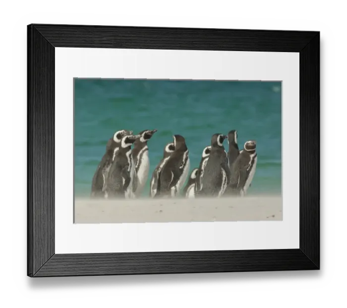 Framed Print : Falkland Islands, Bleaker Island. Gentoo penguins and blowing beach sand. Credit as Framed Print : Falkland Islands, Bleaker Island. Gentoo penguins and blowing beach sand. Credit as