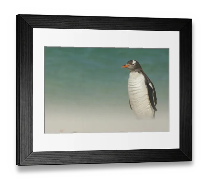 Framed Print : Falkland Islands, Bleaker Island. Gentoo penguin and blowing beach sand. Credit as Framed Print : Falkland Islands, Bleaker Island. Gentoo penguin and blowing beach sand. Credit as