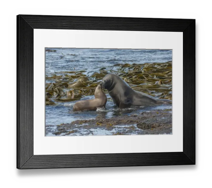 Framed Print : Falkland Islands, Bleaker Island. Southern sea lions near water Framed Print : Falkland Islands, Bleaker Island. Southern sea lions near water