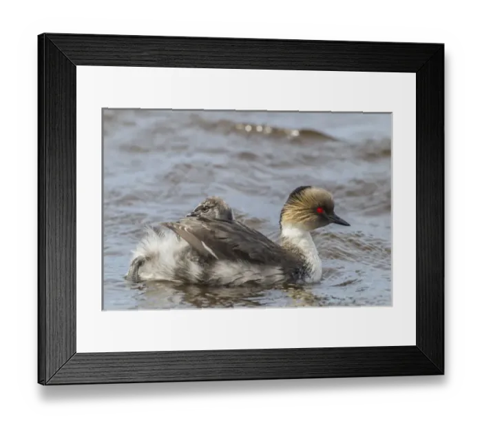 Framed Print : Falkland Islands, Sea Lion Island. Silvery grebe with chick on back Framed Print : Falkland Islands, Sea Lion Island. Silvery grebe with chick on back
