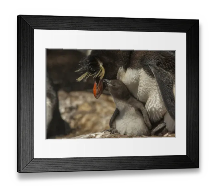Framed Print : Falkland Islands, Bleaker Island. Rockhopper penguin and chick Framed Print : Falkland Islands, Bleaker Island. Rockhopper penguin and chick