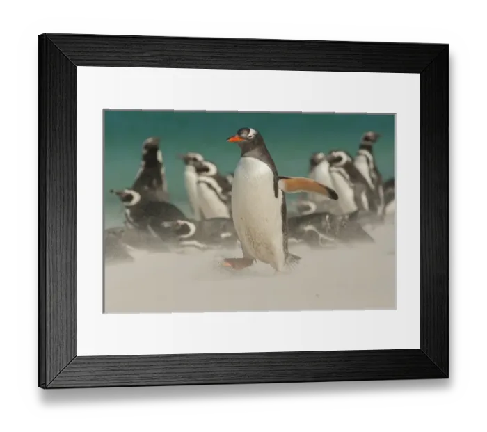 Framed Print : Falkland Islands, Bleaker Island. Gentoo penguins and blowing sand Framed Print : Falkland Islands, Bleaker Island. Gentoo penguins and blowing sand