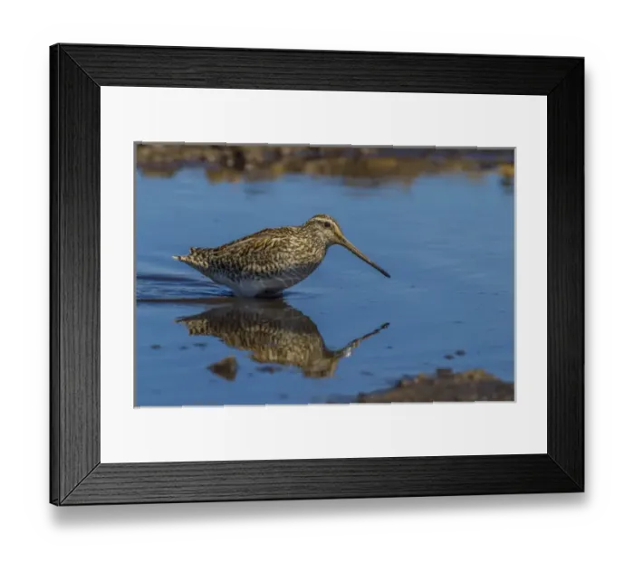 Framed Print : Falkland Islands, Sea Lion Island. Magellanic snipe in water Framed Print : Falkland Islands, Sea Lion Island. Magellanic snipe in water