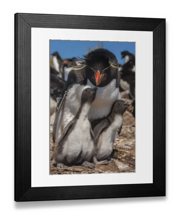Framed Print : Falkland Islands, Bleaker Island. Rockhopper penguin and chicks Framed Print : Falkland Islands, Bleaker Island. Rockhopper penguin and chicks