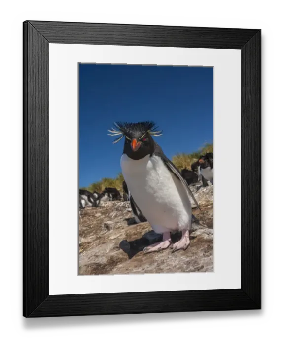 Framed Print : Falkland Islands, Bleaker Island. Rockhopper penguin close-up Framed Print : Falkland Islands, Bleaker Island. Rockhopper penguin close-up