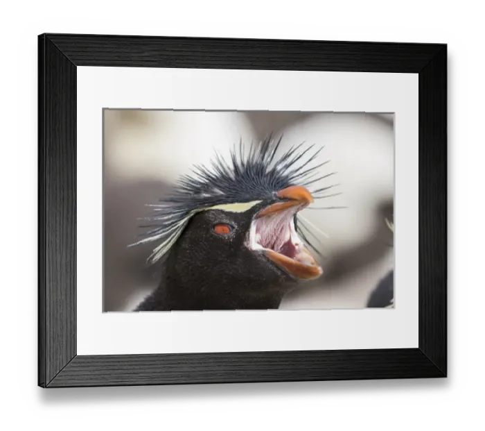 Framed Print : Rockhopper penguin (Eudyptes chrysocome), subspecies southern rockhopper penguin