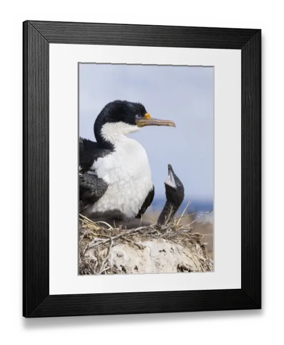 Framed Print : Imperial Shag also called King Shag, blue-eyed Shag, blue-eyed Cormorant (Phalacrocorax