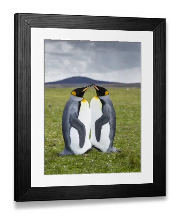 Framed Print : King Penguin (Aptenodytes patagonicus) on the Falkand Islands in the South Atlantic