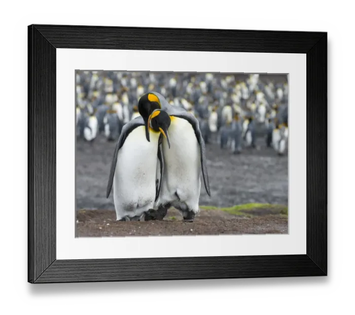 Framed Print : King Penguin (Aptenodytes patagonicus) on the Falkand Islands in the South Atlantic Framed Print : King Penguin (Aptenodytes patagonicus) on the Falkand Islands in the South Atlantic
