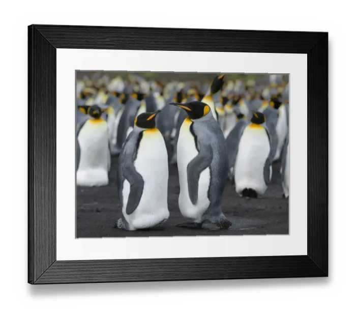 Framed Print : King Penguin (Aptenodytes patagonicus) on the Falkand Islands in the South Atlantic Framed Print : King Penguin (Aptenodytes patagonicus) on the Falkand Islands in the South Atlantic