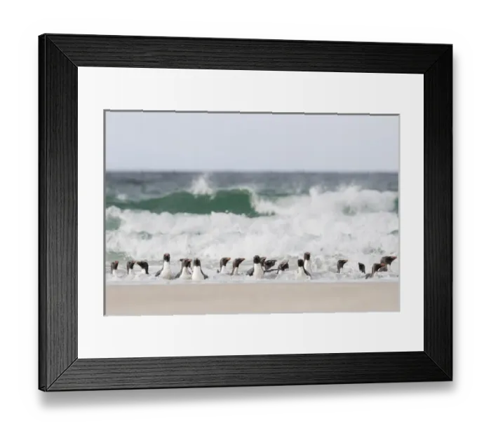Framed Print : Rockhopper penguin (Eudyptes chrysocome), subspecies southern rockhopper penguin Framed Print : Rockhopper penguin (Eudyptes chrysocome), subspecies southern rockhopper penguin