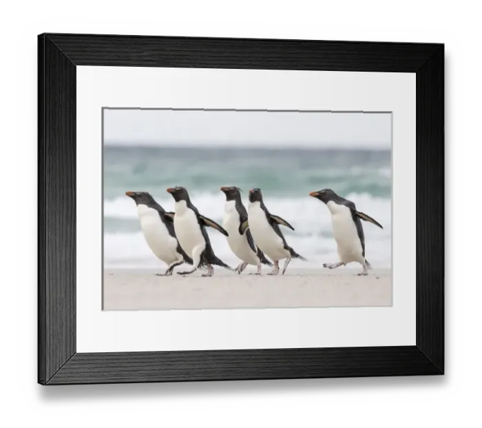 Framed Print : Rockhopper penguin (Eudyptes chrysocome), subspecies southern rockhopper penguin