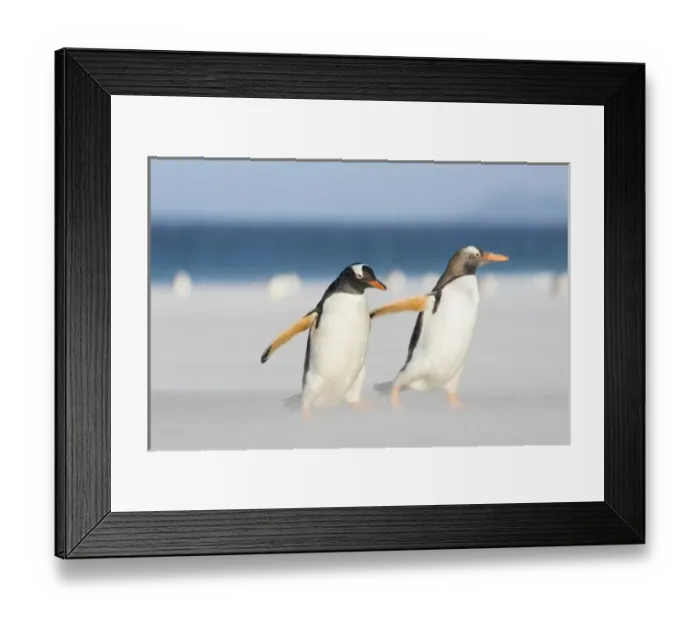 Framed Print : Gentoo Penguin (Pygoscelis papua) on the Falkland Islands, crossing a wide sandy Framed Print : Gentoo Penguin (Pygoscelis papua) on the Falkland Islands, crossing a wide sandy