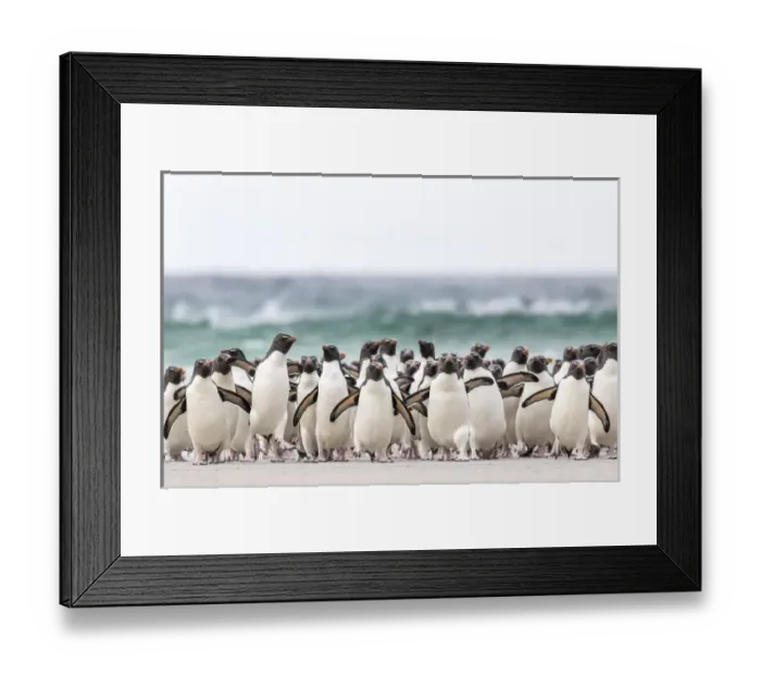 Framed Print : Rockhopper penguin (Eudyptes chrysocome), subspecies southern rockhopper penguin