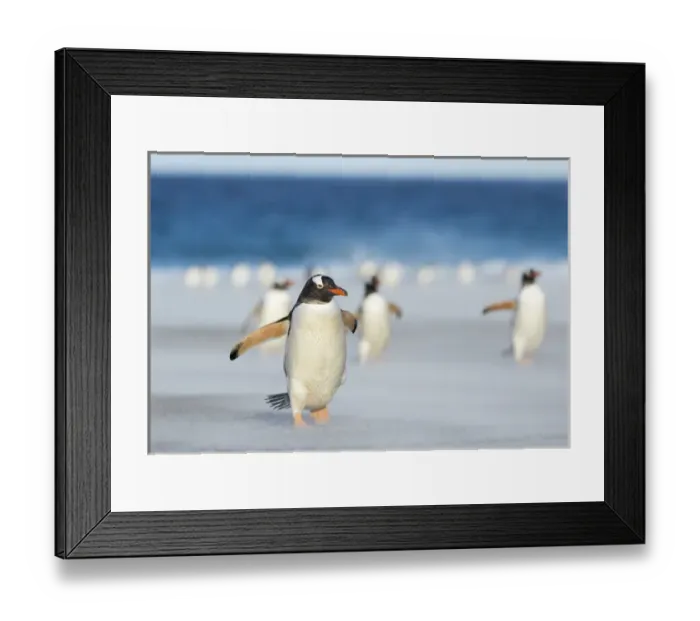Framed Print : Gentoo Penguin (Pygoscelis papua) on the Falkland Islands, crossing a wide sandy Framed Print : Gentoo Penguin (Pygoscelis papua) on the Falkland Islands, crossing a wide sandy